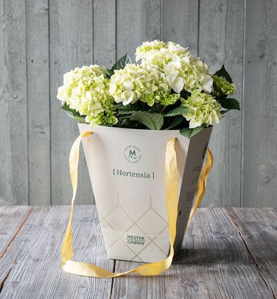 Hvit hortensia i gavebag
